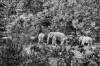 Human Elephant Conflict