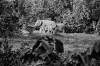 Human Elephant Conflict